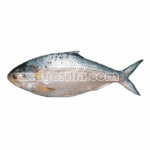 AXDG2124 AXD Gorilla Vishal Hilsa Fish [Frozen] 1kg