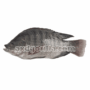 AXDG2125 AXD Gorilla Padma Black Tilapia Fish [Frozen] 600g