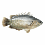 AXDG2135 AXD Gorilla Vishal koi Clean Fish 500g